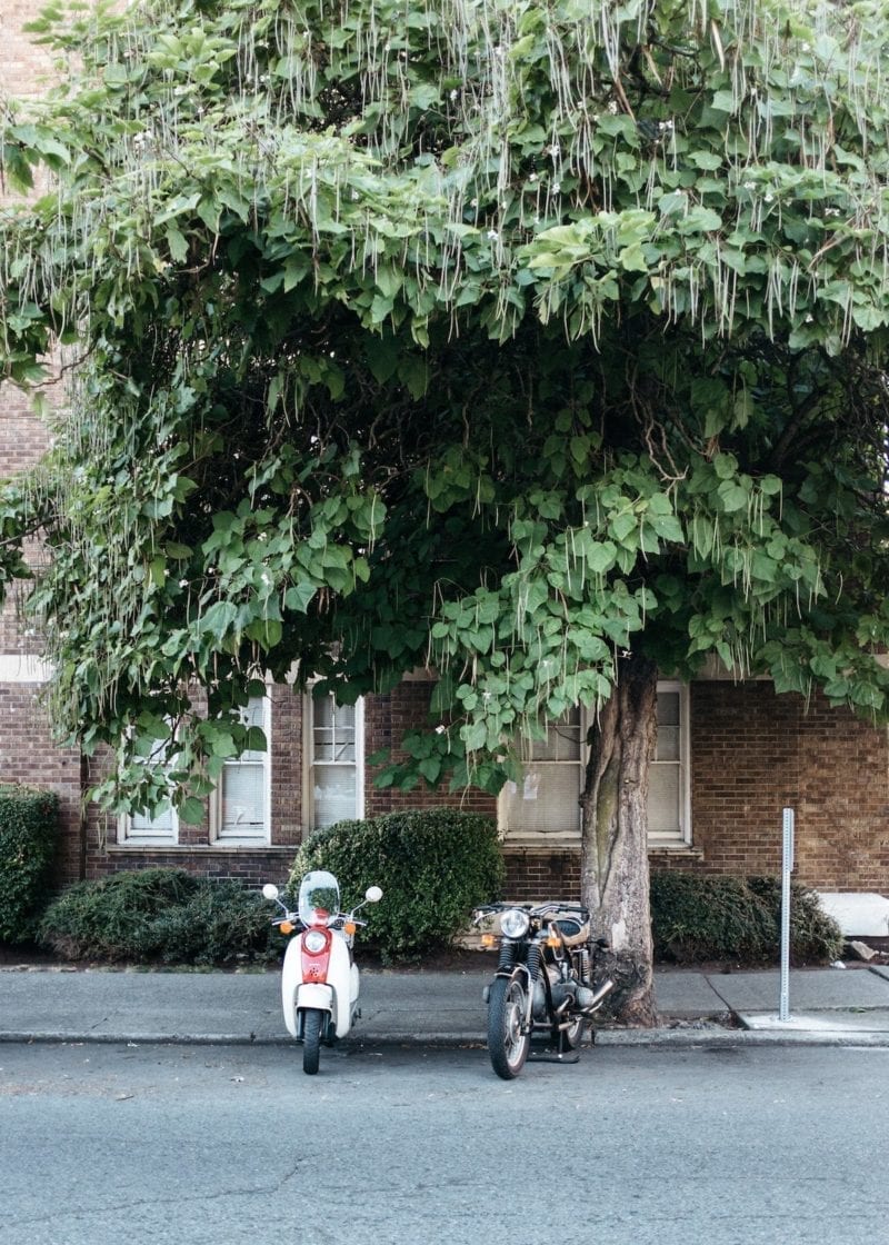 scooter trees travel