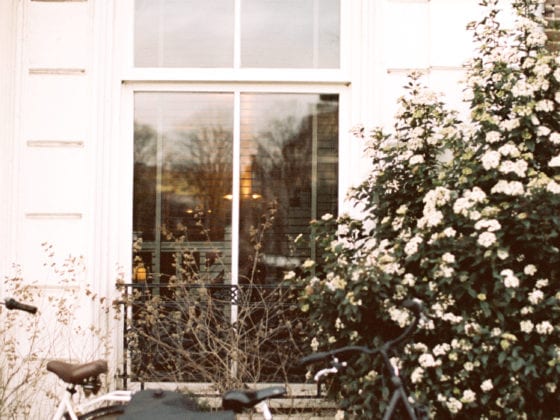 A bicycle leaned a against a window near a rosebush
