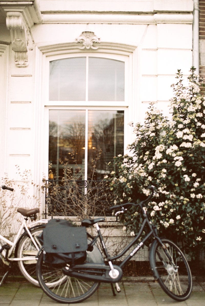 A bicycle leaned a against a window near a rosebush