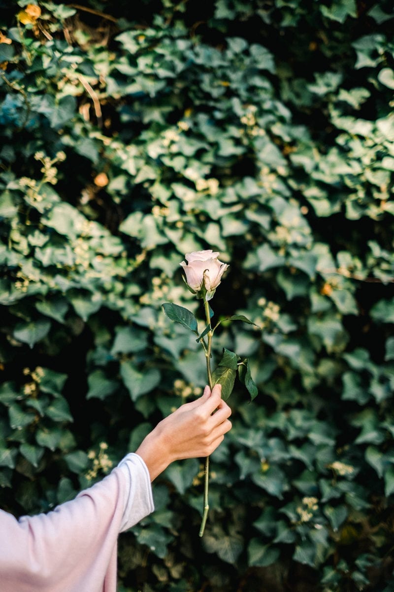An image of a woman's hand holding a pink rose with greenery in the background