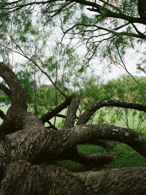 A picture of the vines of a tree