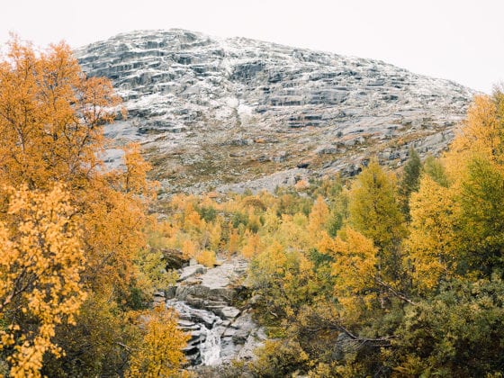 A picture of trees with yellow and orange leaves and snowcapped mountains in the distance