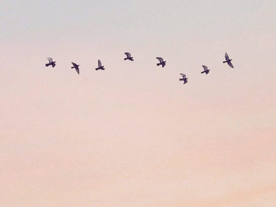 Eight birds flying in the a pink painted sky